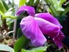 Laelia pumila ' black diamond' (Флоралия)